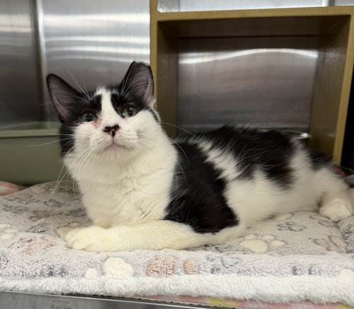 Frances, a cat for adoption from Animal Rescue Carolina, Inc.