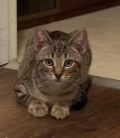 Grant - Domestic Short Hair