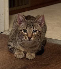 Grant, a cat for adoption from Animal Rescue Carolina, Inc.