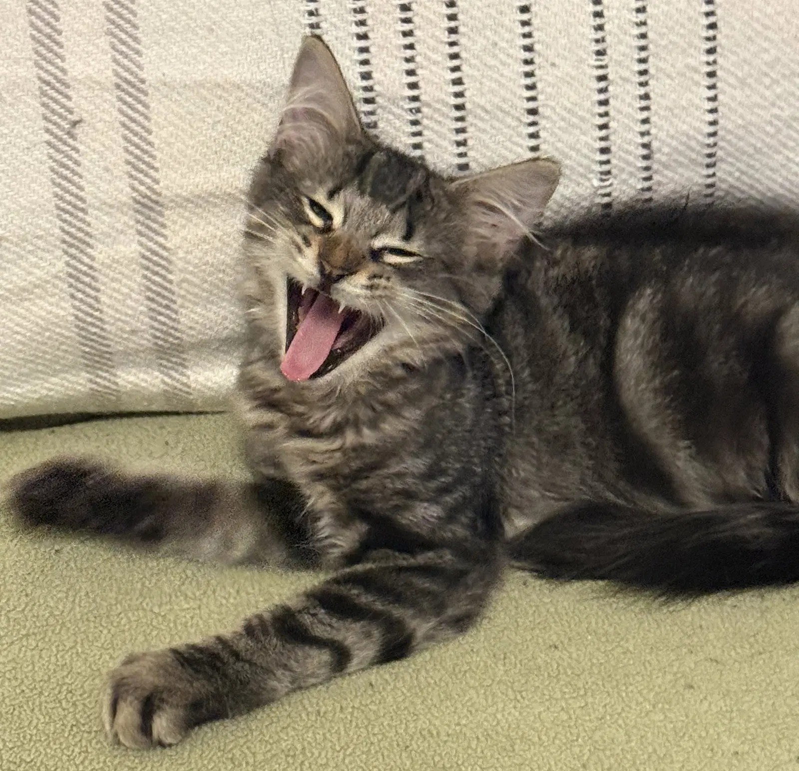 Lorenzo - Domestic Medium Hair