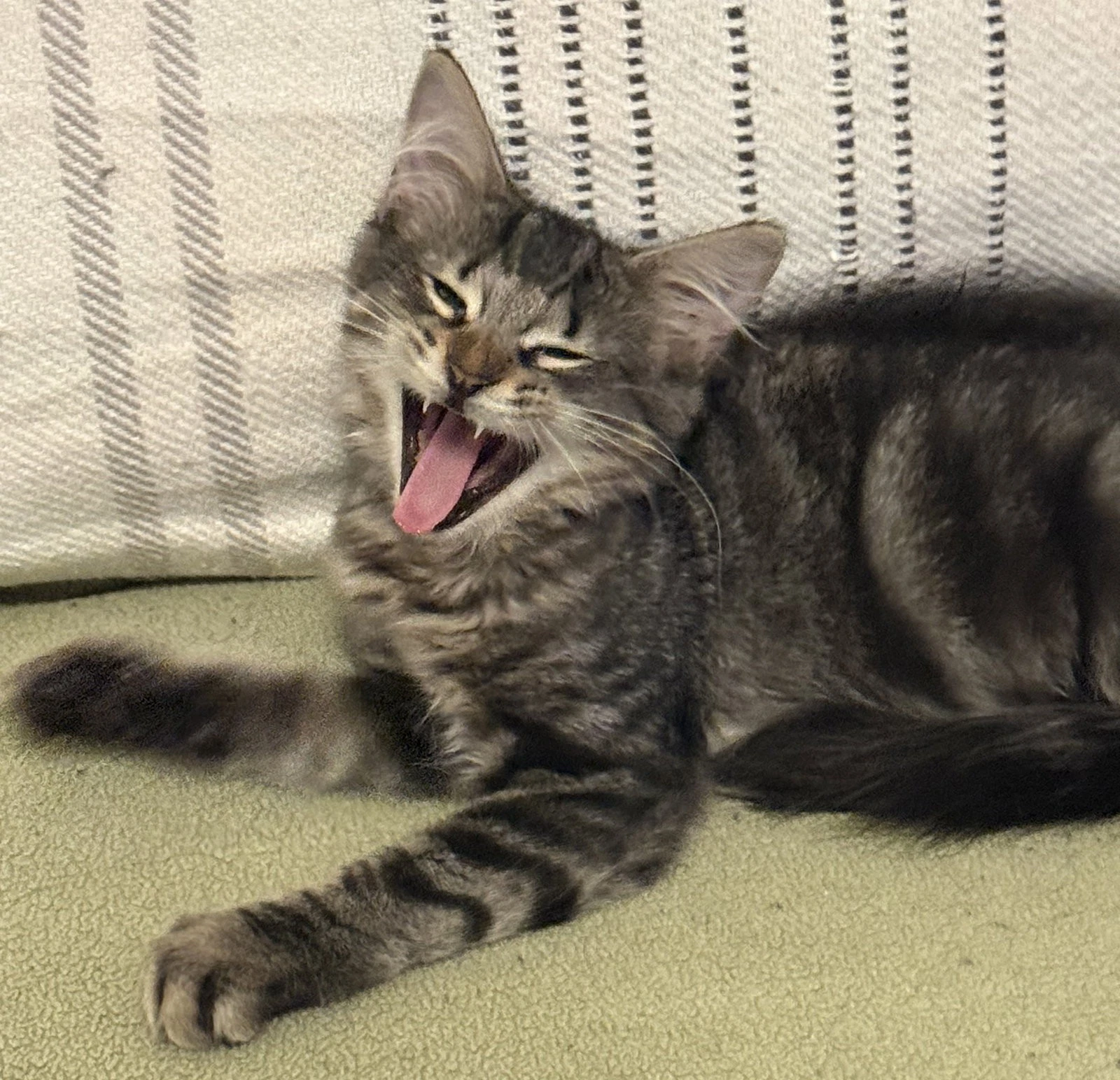 Lorenzo