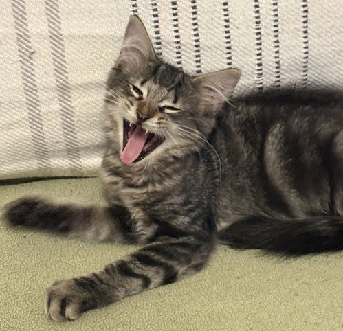 Lorenzo, a cat for adoption from Animal Rescue Carolina, Inc.