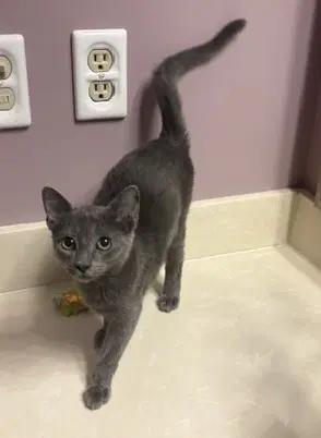 Rin - Russian Blue
