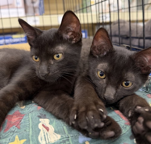 Lisa, a cat for adoption from Animal Rescue Carolina, Inc.