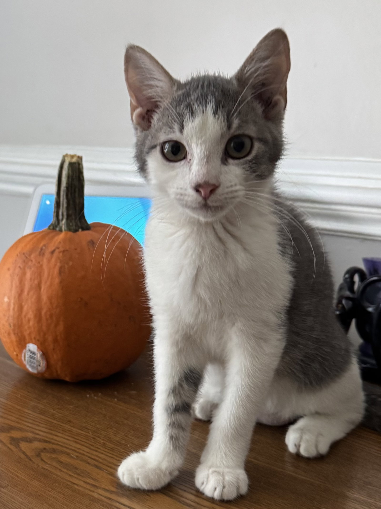 Zackary, Domestic Short Hair
