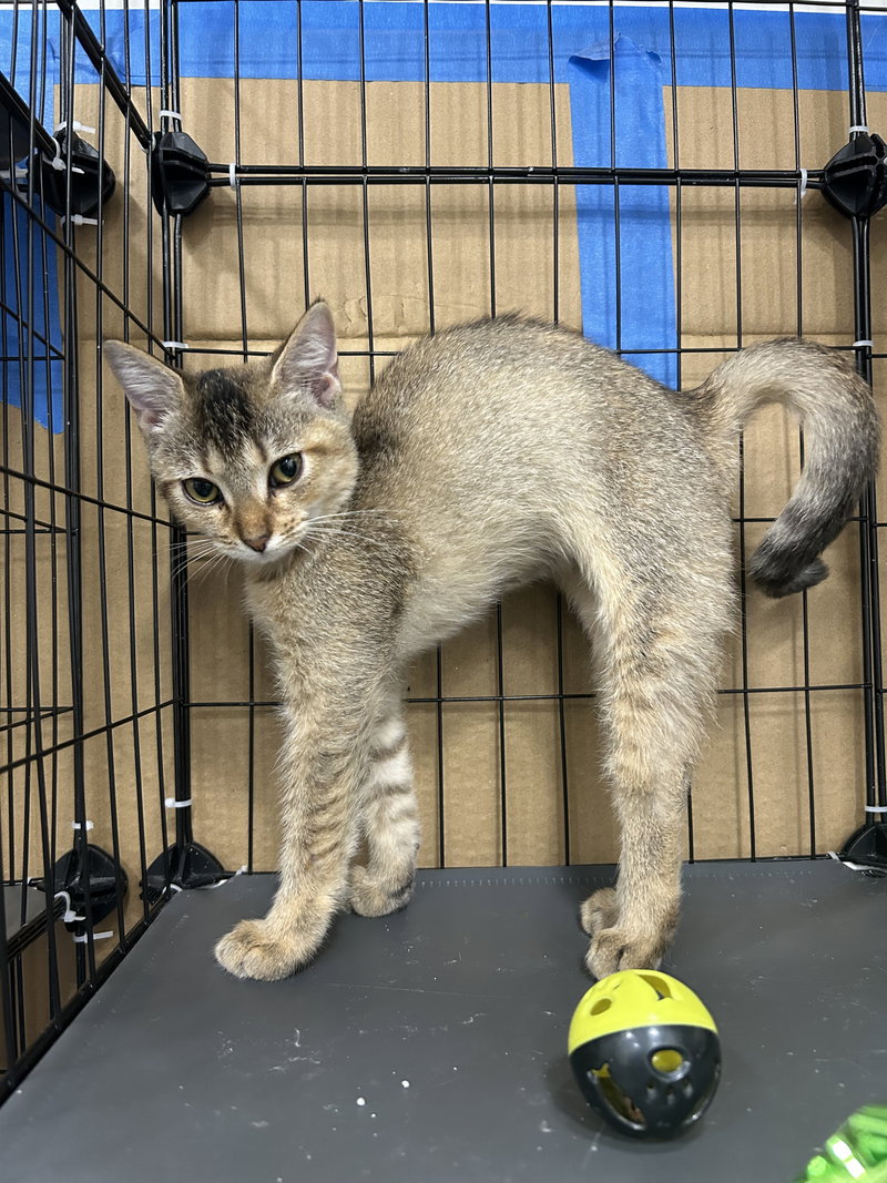 Raspberry, a young female Abyssinian cat up for adoption