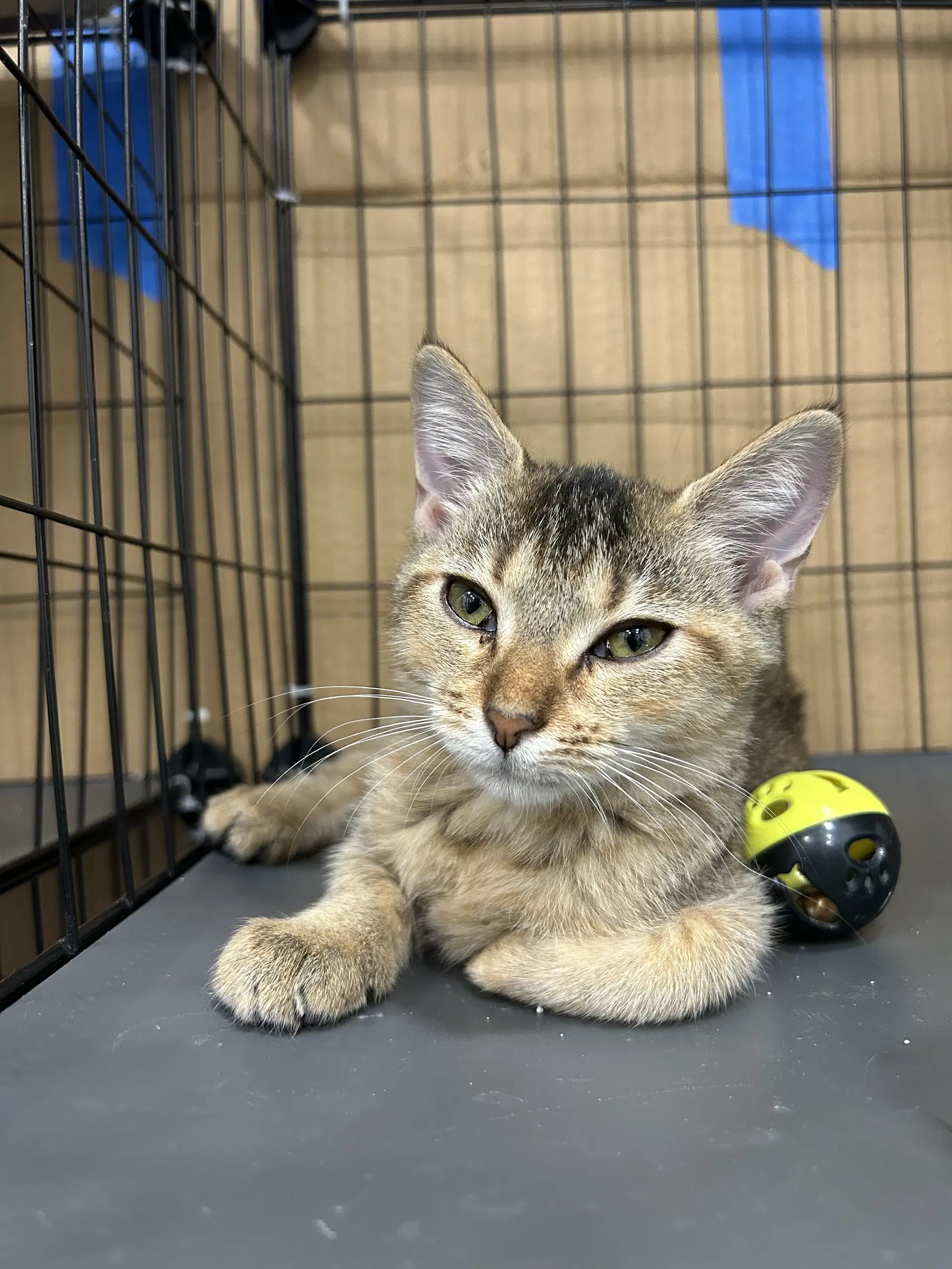 Raspberry - Domestic Short Hair