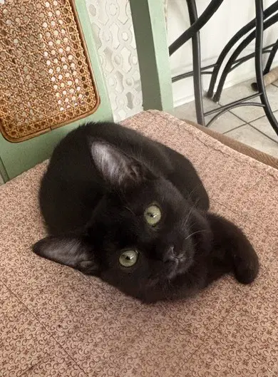 Starling - Domestic Short Hair