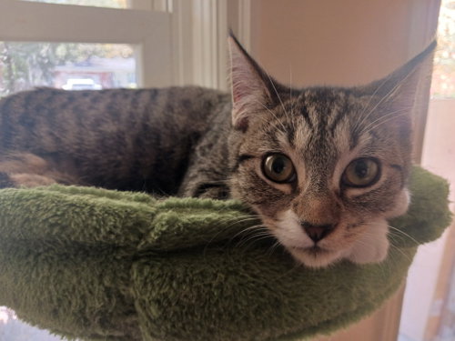 Thorne, a cat for adoption from Animal Rescue Carolina, Inc.
