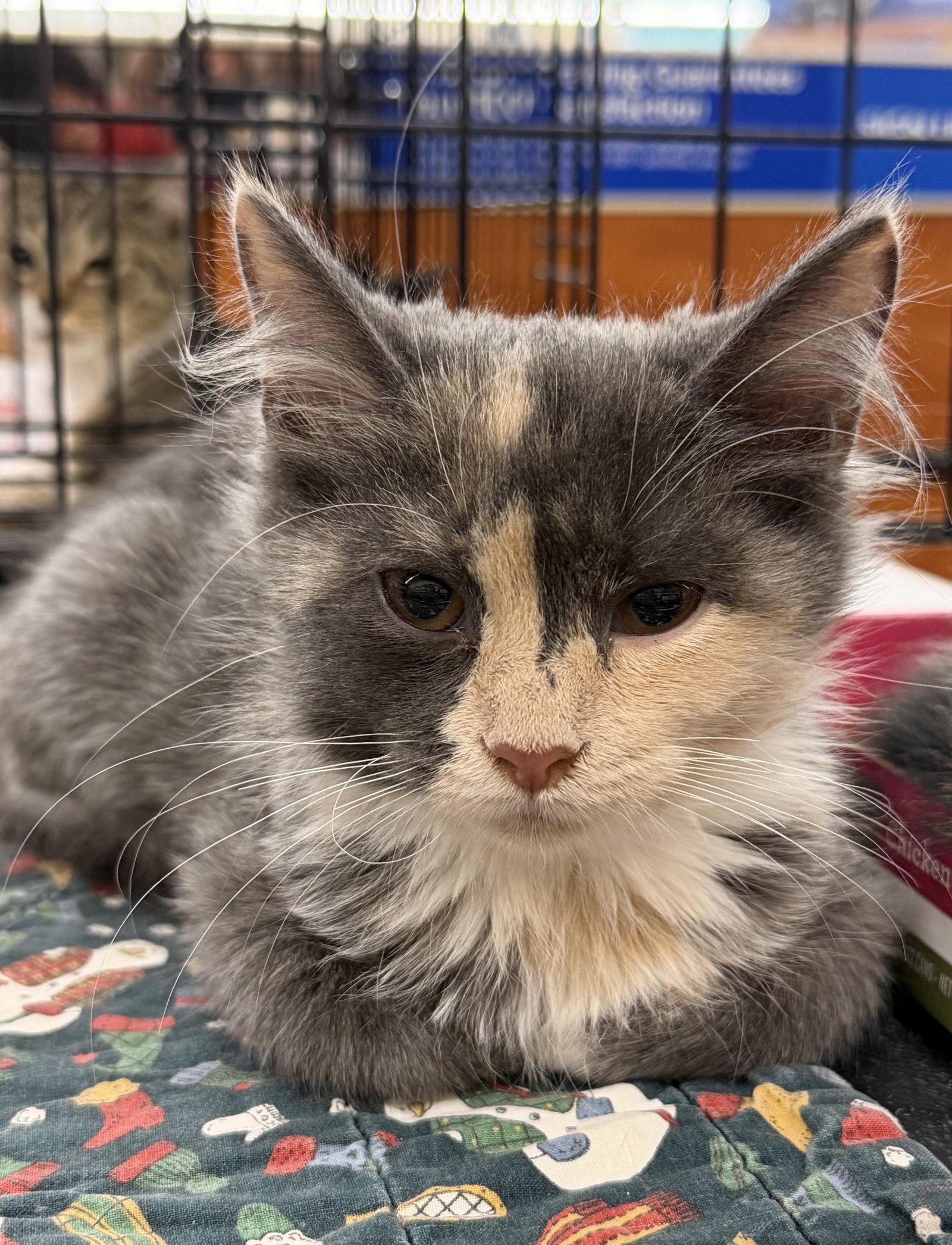 Bonita, Domestic Medium Hair