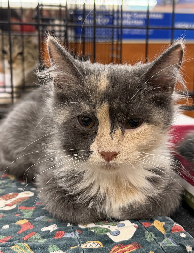 Bonita, a young female cat up for adoption