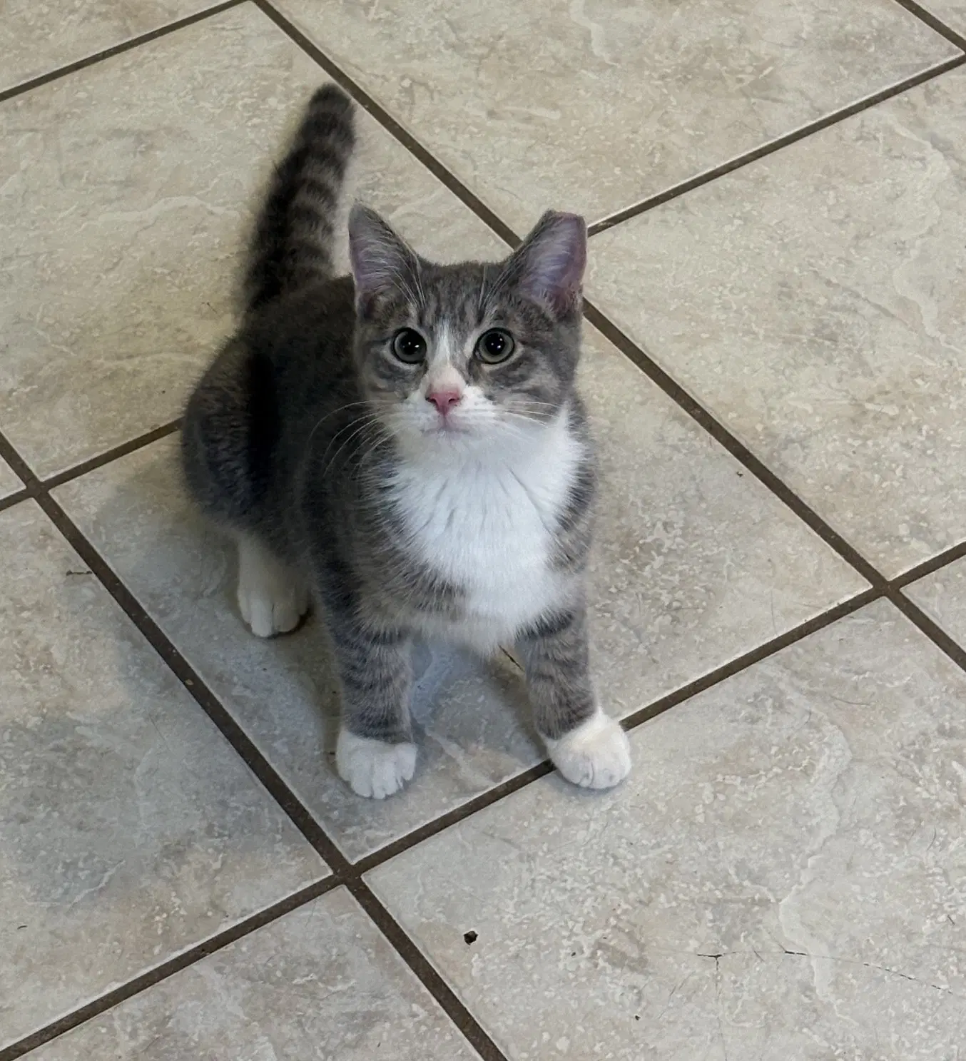 Shilling - Tabby