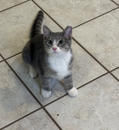 Shilling, a cat for adoption from Animal Rescue Carolina, Inc.