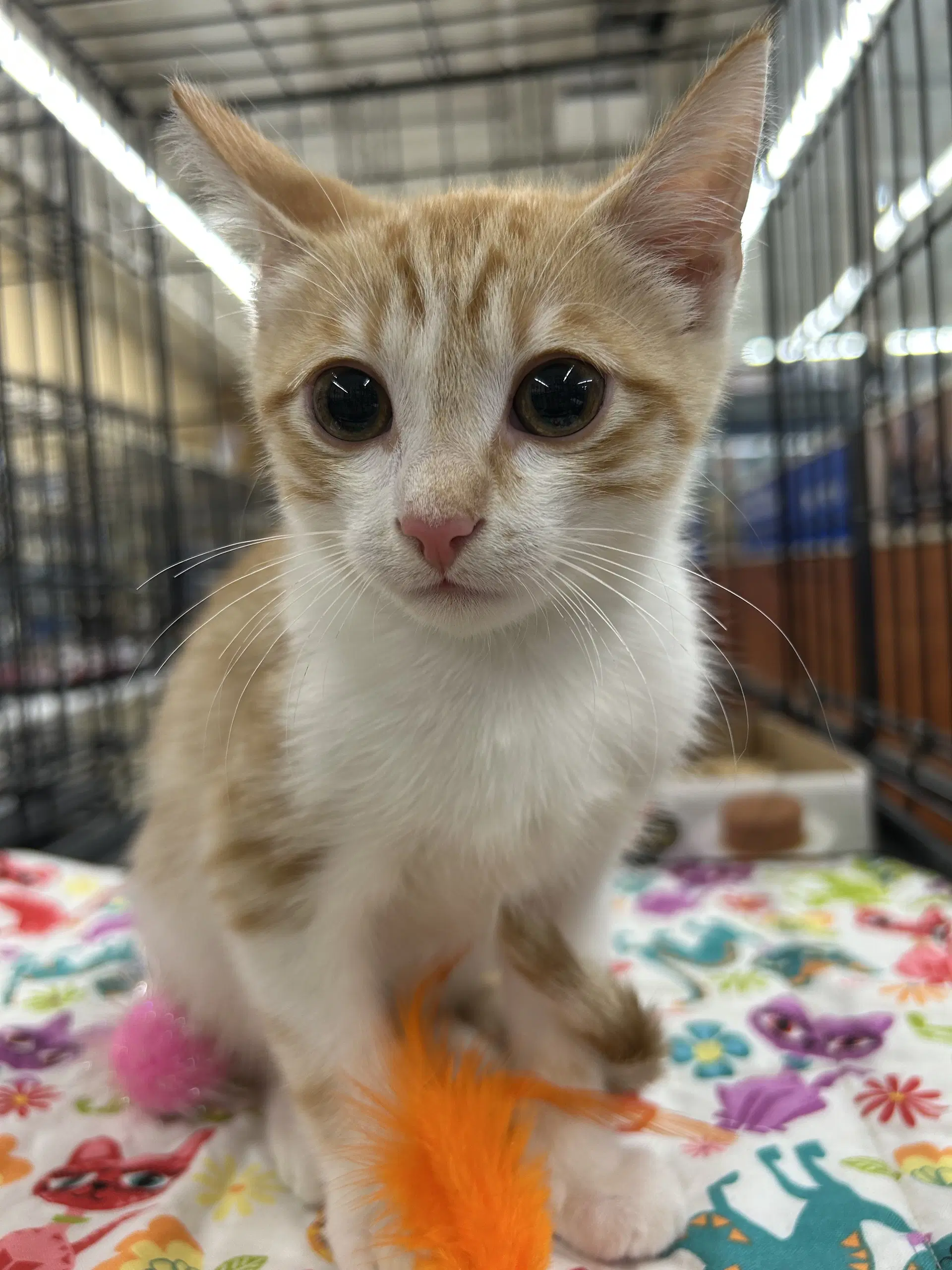 Feisty Potato - Domestic Short Hair
