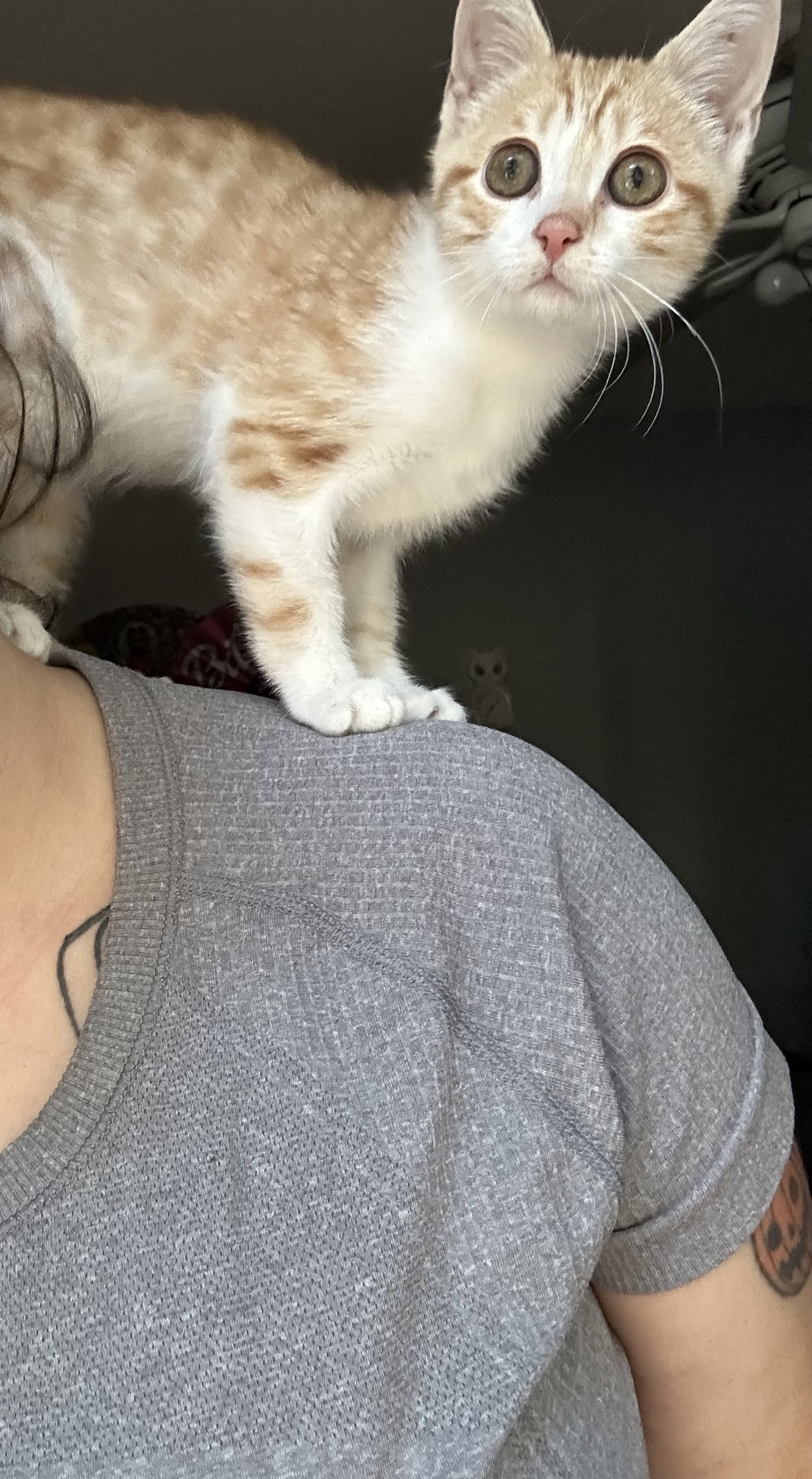 Feisty Potato, photo 2