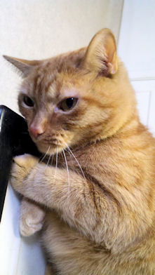 Buttercup