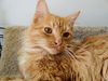 Hugo