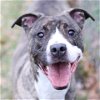 adoptable Dog in wilmington, NC named CASH