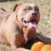 adoptable Dog in wilmington, NC named A480534