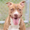 adoptable Dog in wilmington, NC named D