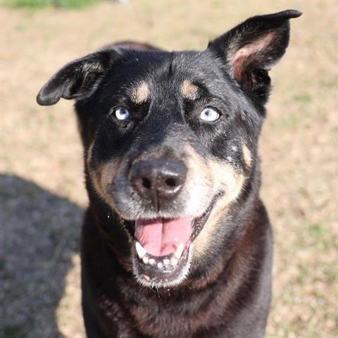 adoptable Dog in Wilmington, NC named GRUNT