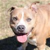 adoptable Dog in wilmington, NC named A483028