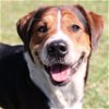 adoptable Dog in wilmington, NC named TANK