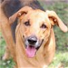adoptable Dog in wilmington, NC named A485543