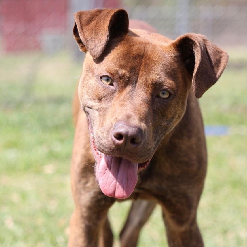 adoptable Dog in Wilmington, NC named NIKKO