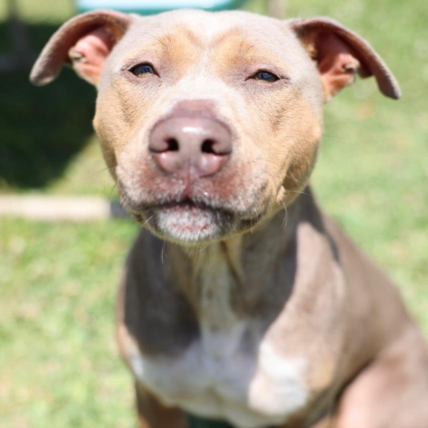 adoptable Dog in Wilmington, NC named TRIXIE