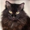 adoptable Cat in wilmington, IL named KITTY STEIN