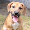adoptable Dog in wilmington, NC named A486247