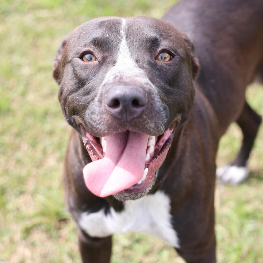 adoptable Dog in Wilmington, NC named A491496