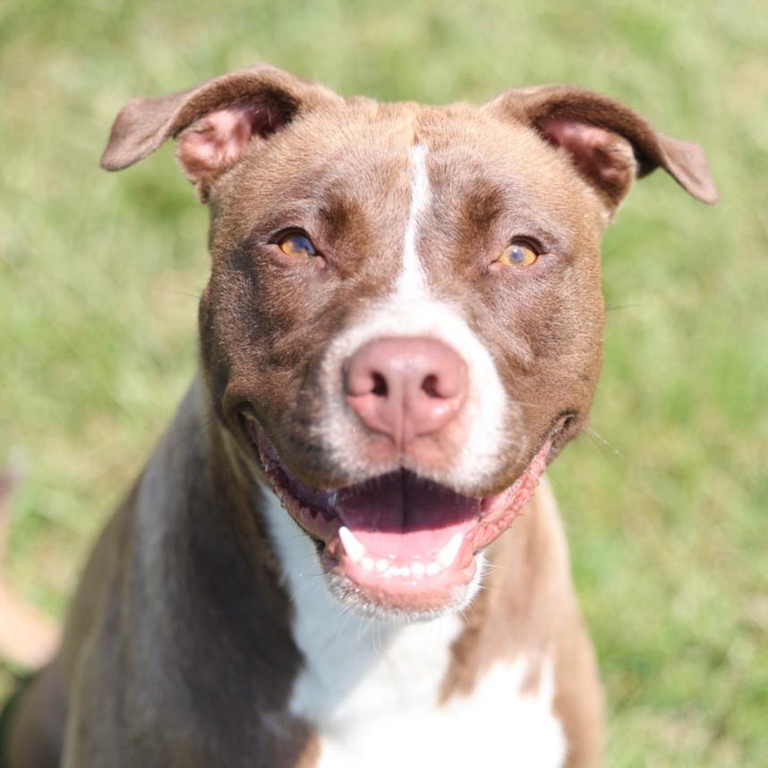 adoptable Dog in Wilmington, NC named A491499