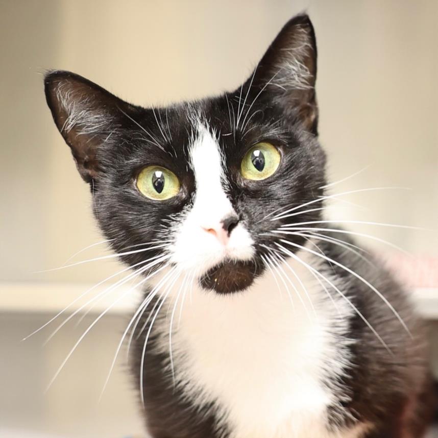 adoptable Cat in Wilmington, NC named OLIVIA