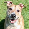 adoptable Dog in  named ZOE