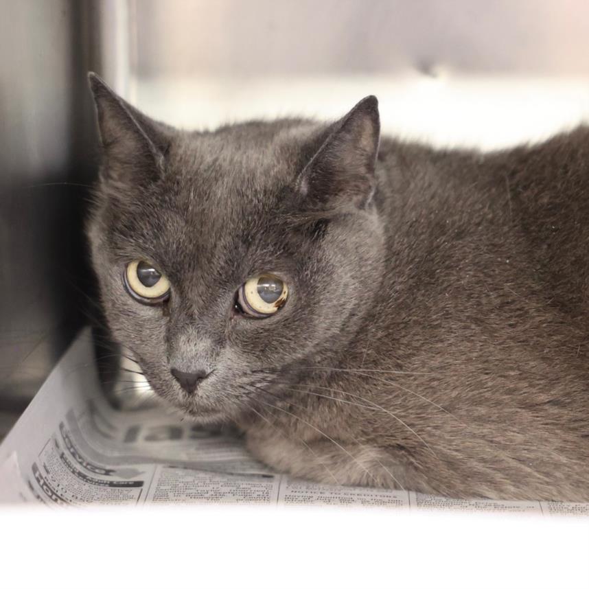 adoptable Cat in Wilmington, NC named A503814