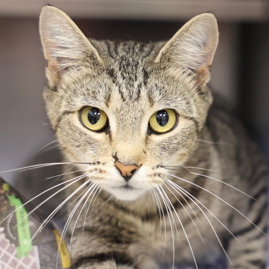 adoptable Cat in Wilmington, NC named A503854