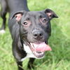 adoptable Dog in Wilmington, NC named A504114