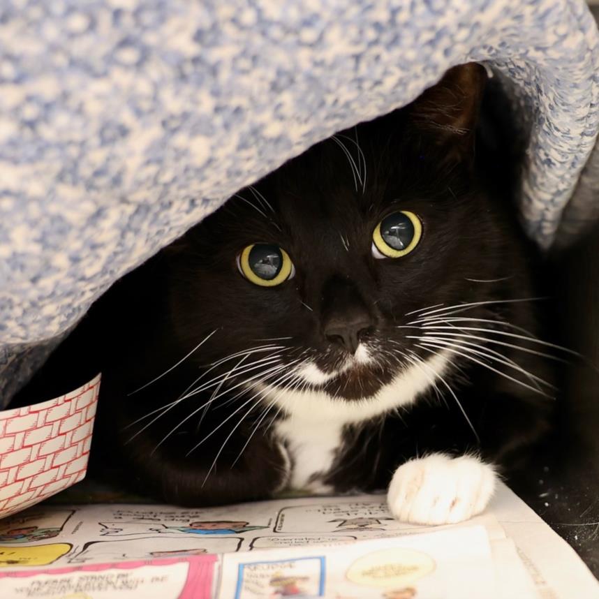adoptable Cat in Wilmington, NC named A503902