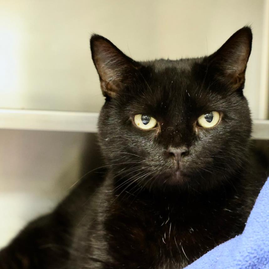 adoptable Cat in Wilmington, NC named JUNER