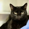 adoptable Cat in Wilmington, NC named JUNER