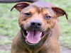 adoptable Dog in  named RUGER