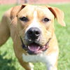 adoptable Dog in Wilmington, NC named LEGEND