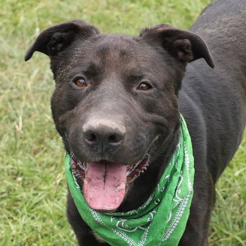adoptable Dog in Wilmington, NC named A504000
