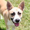 adoptable Dog in Wilmington, NC named A504359