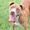 adoptable Dog in Wilmington, NC named AURA