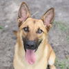 adoptable Dog in Wilmington, NC named A504476