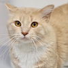 adoptable Cat in Wilmington, NC named JAMES