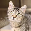 adoptable Cat in Wilmington, NC named A504500